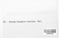 Pseudographis elatina image